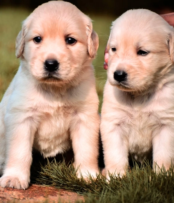 Happy family with puppy Paws Of Joy Bangalore