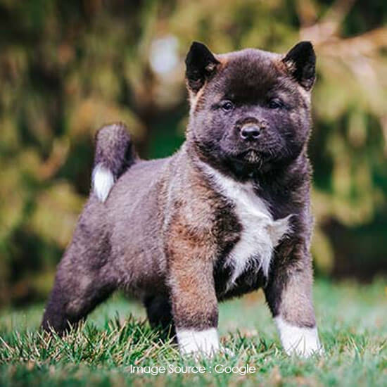 Akita