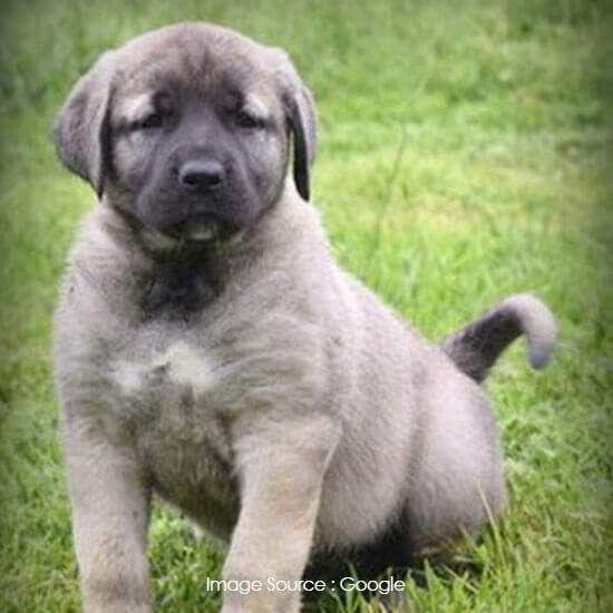 Anatolian Shepherd