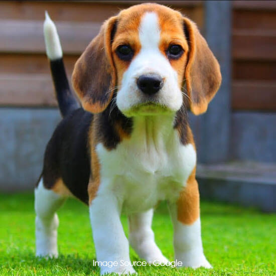 Beagle