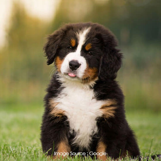 Bernese Mountain Dog