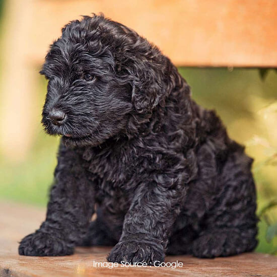 Black Russian Terrier