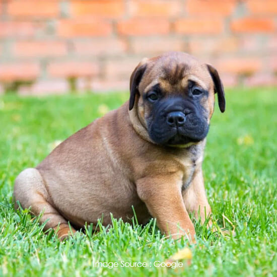 Bullmastiff