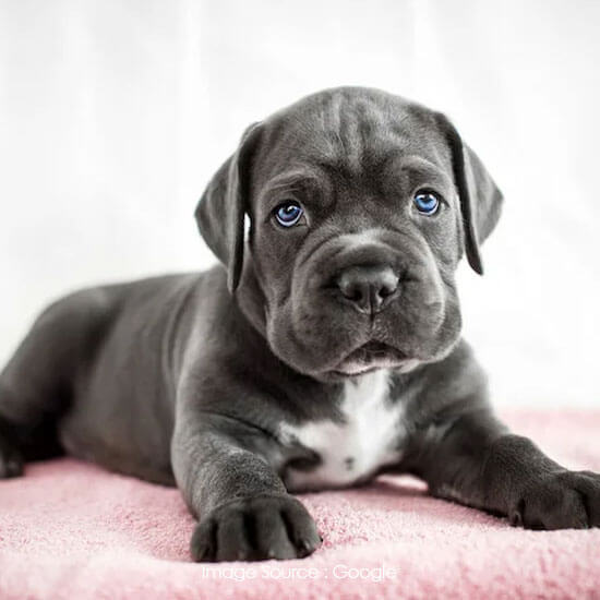 Cane Corso