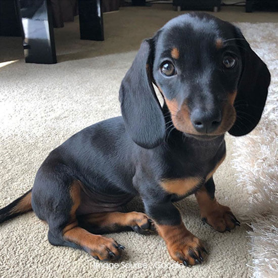 Dachshund