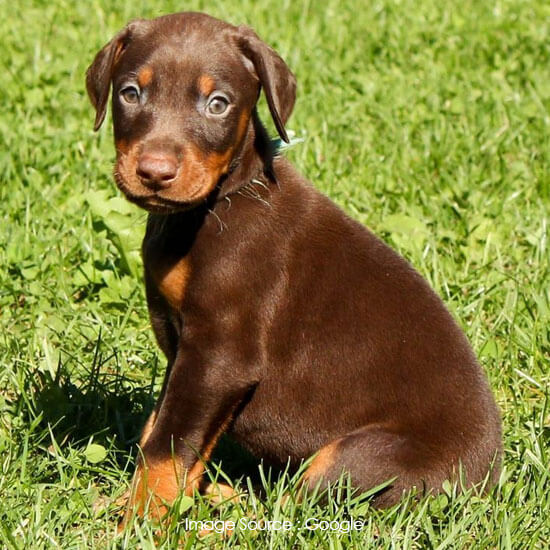 Doberman