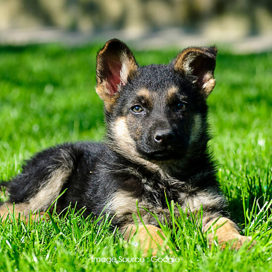 German Shepherd