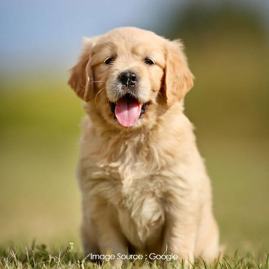 Golden Retriever