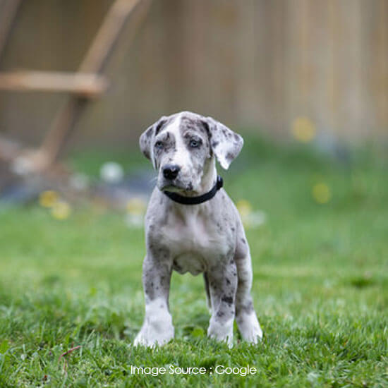 Great Dane