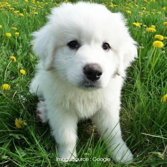 Great Pyrenees