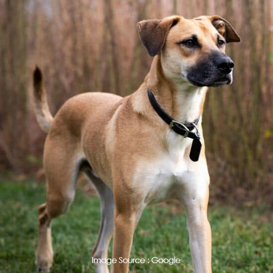 Indian pariah Dog