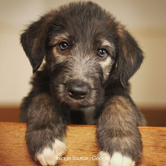 Irish Wolfhound