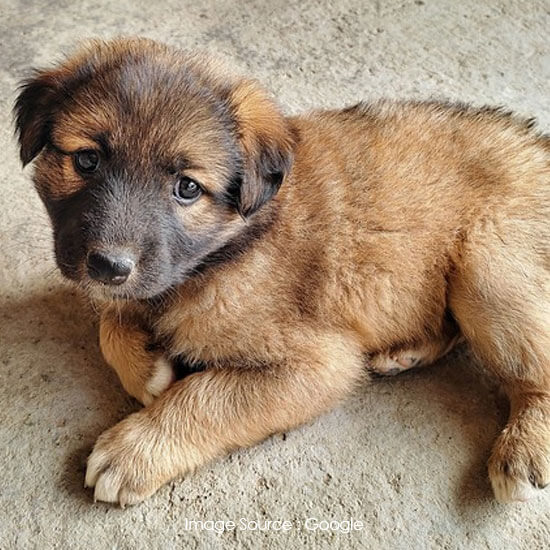 Leonberger
