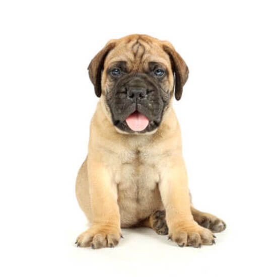 Mastiff