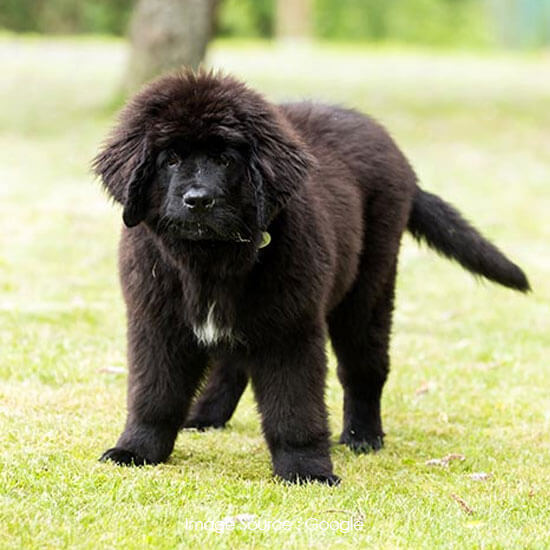 Newfoundland