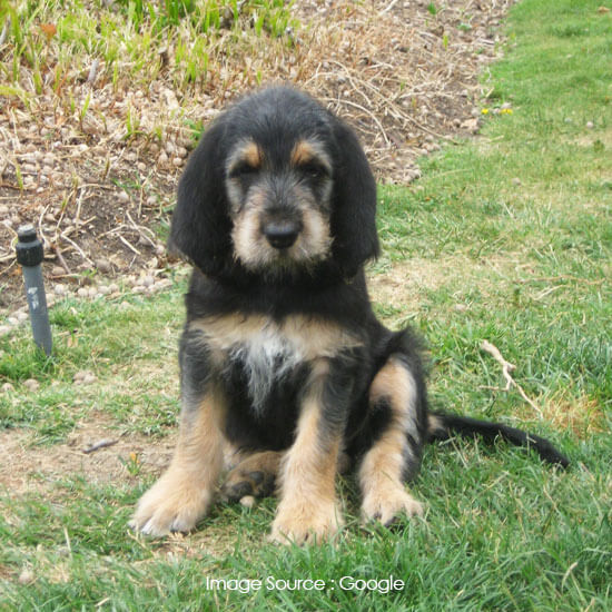 Otterhound