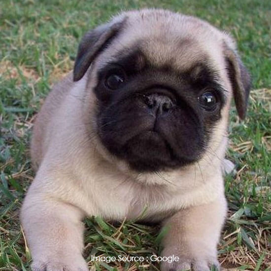Pug