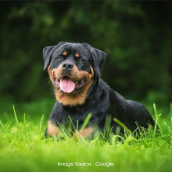 Rottweiler