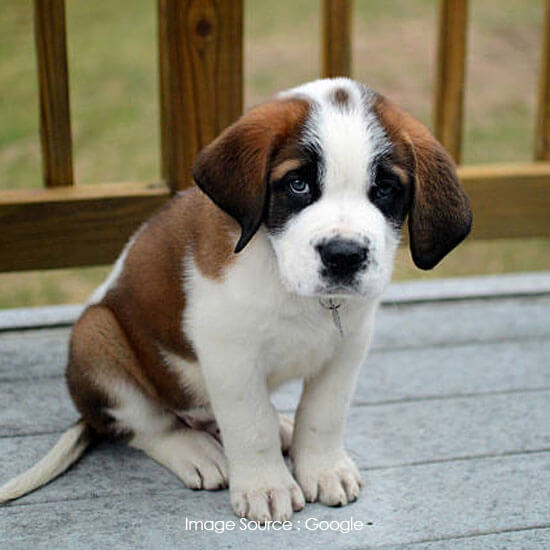 Saint Bernard