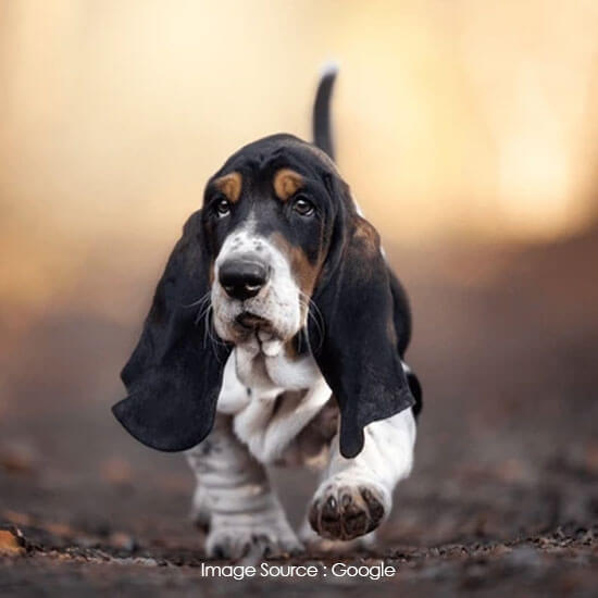 Basset Hound