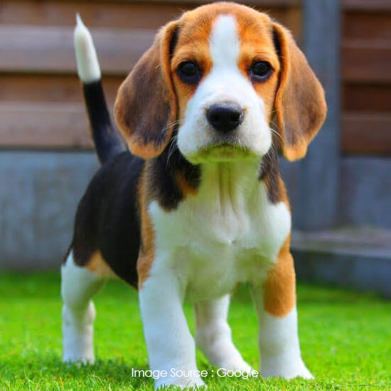 Beagle