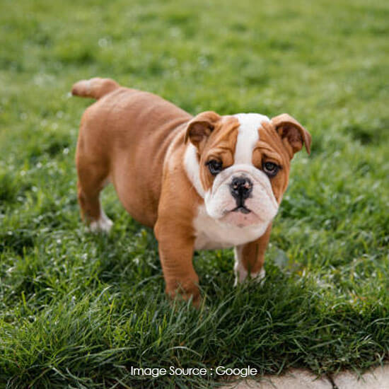 Bulldog
