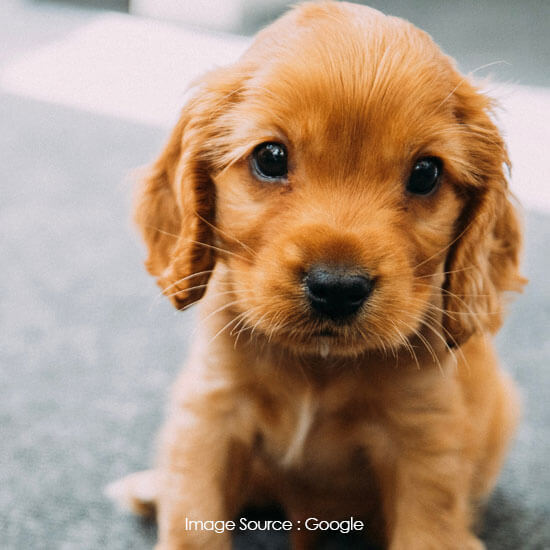 Cocker Spaniel