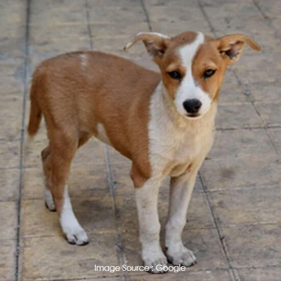 Indian Pariah Dog