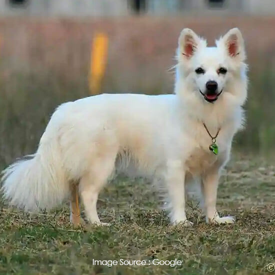 Indian Spitz