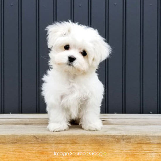 Maltese