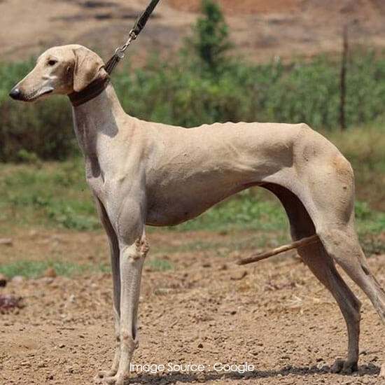 Mudhol-Hound