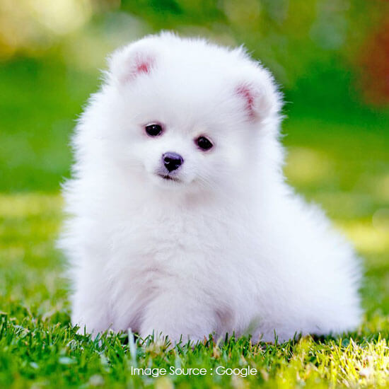 Pomeranian