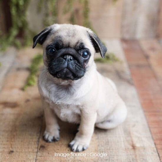 Pug