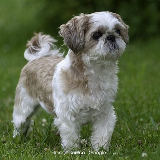 Shih Tzu