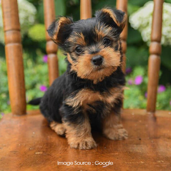 Yorkshire Terrier