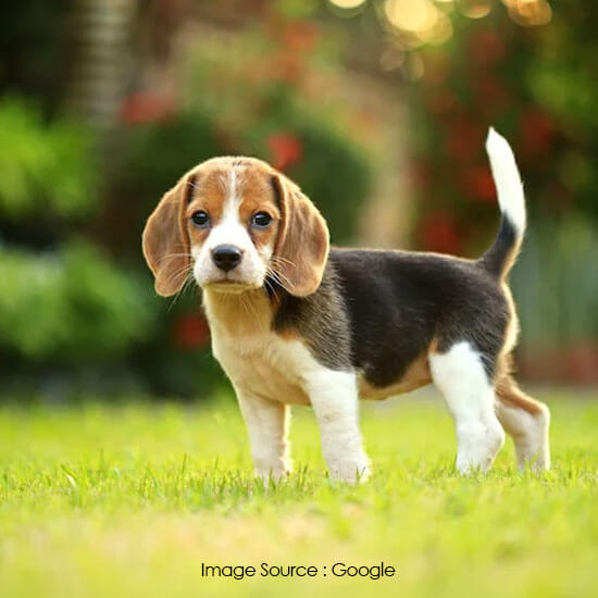 Beagle
