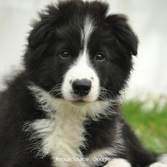 Border Collie