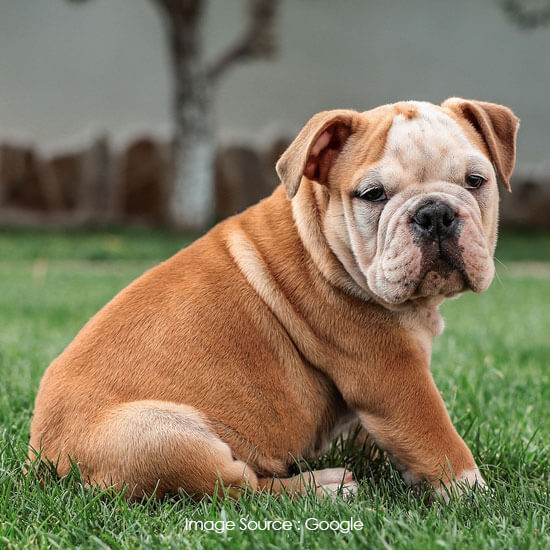 Bulldog