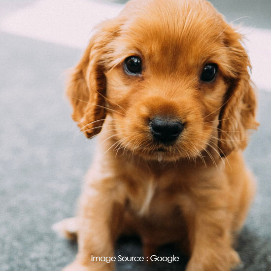 Cocker Spaniel