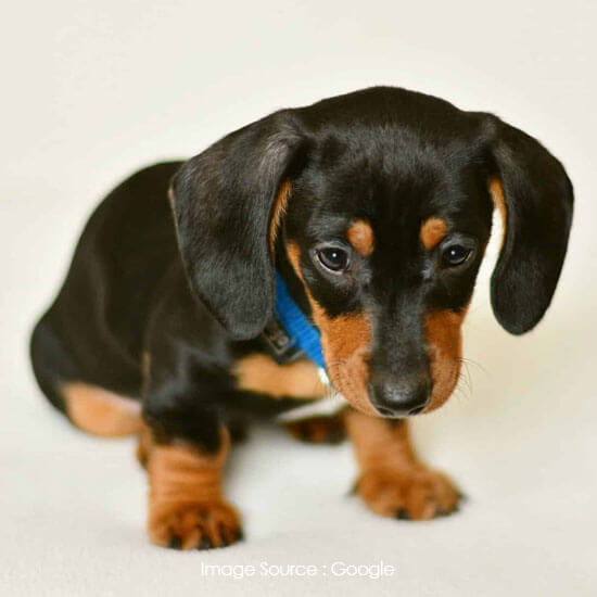 Dachshund