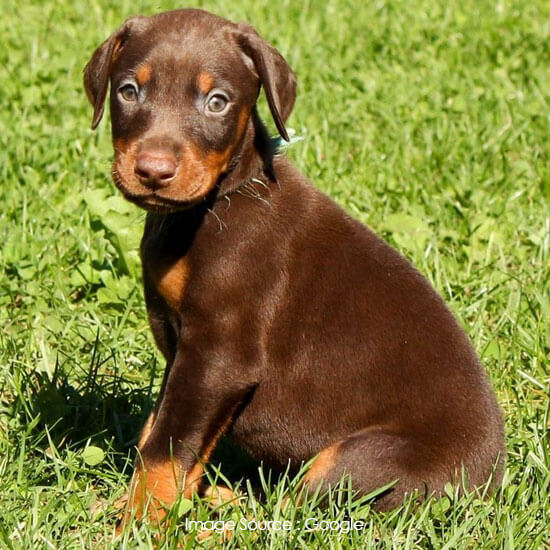 Doberman