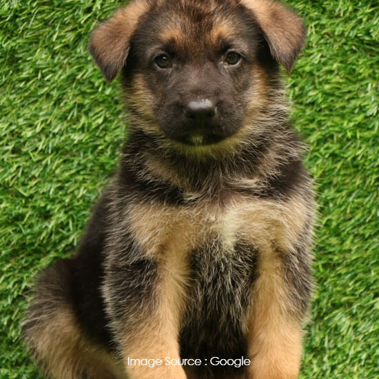 German Shepard