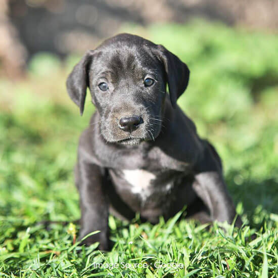 Great Dane