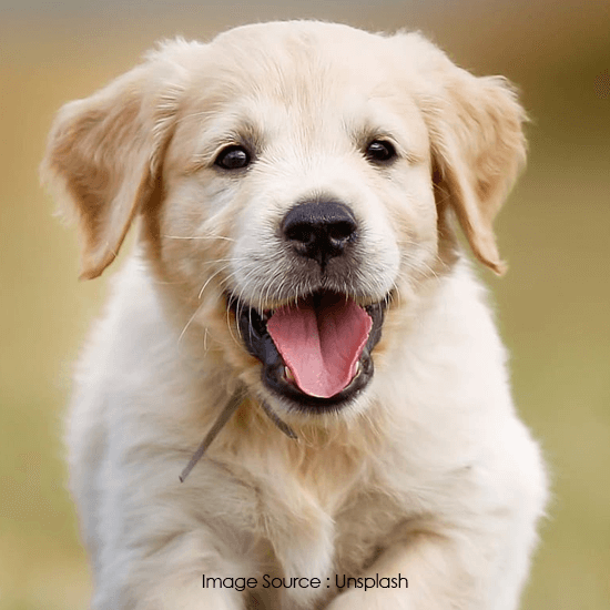 Labrador