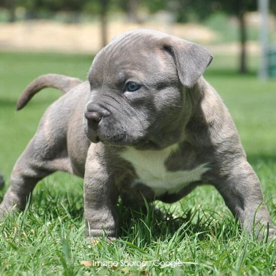 Pitt Bull