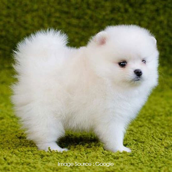 Pomeranian