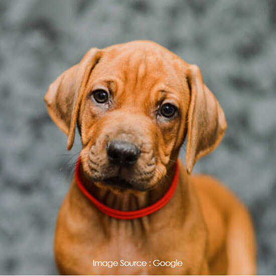 Rhodesian Ridgeback