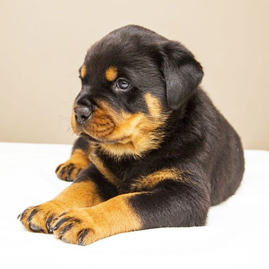 Rottweiler