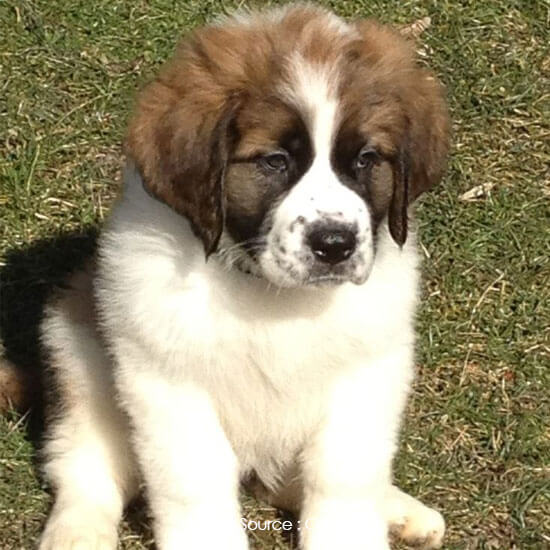 Saint Bernard