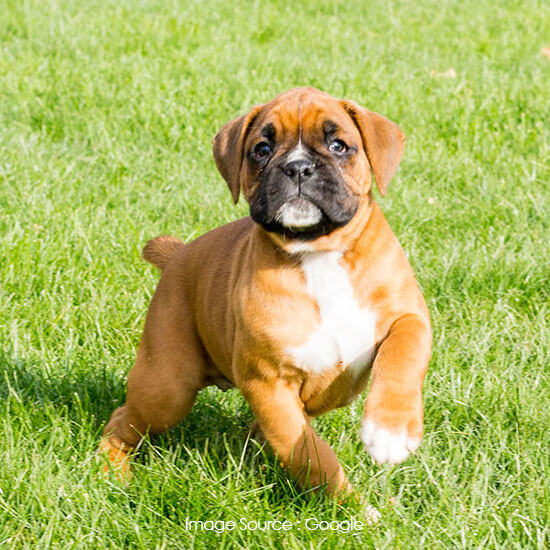 Boxer